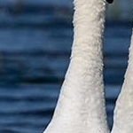 _O4A8453  Parade de cygnes